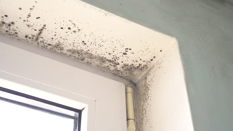 Mold Odor Removal Services in Buckeystown, MD